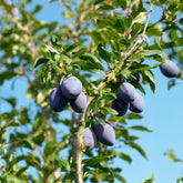 Prunier Président - Willemse