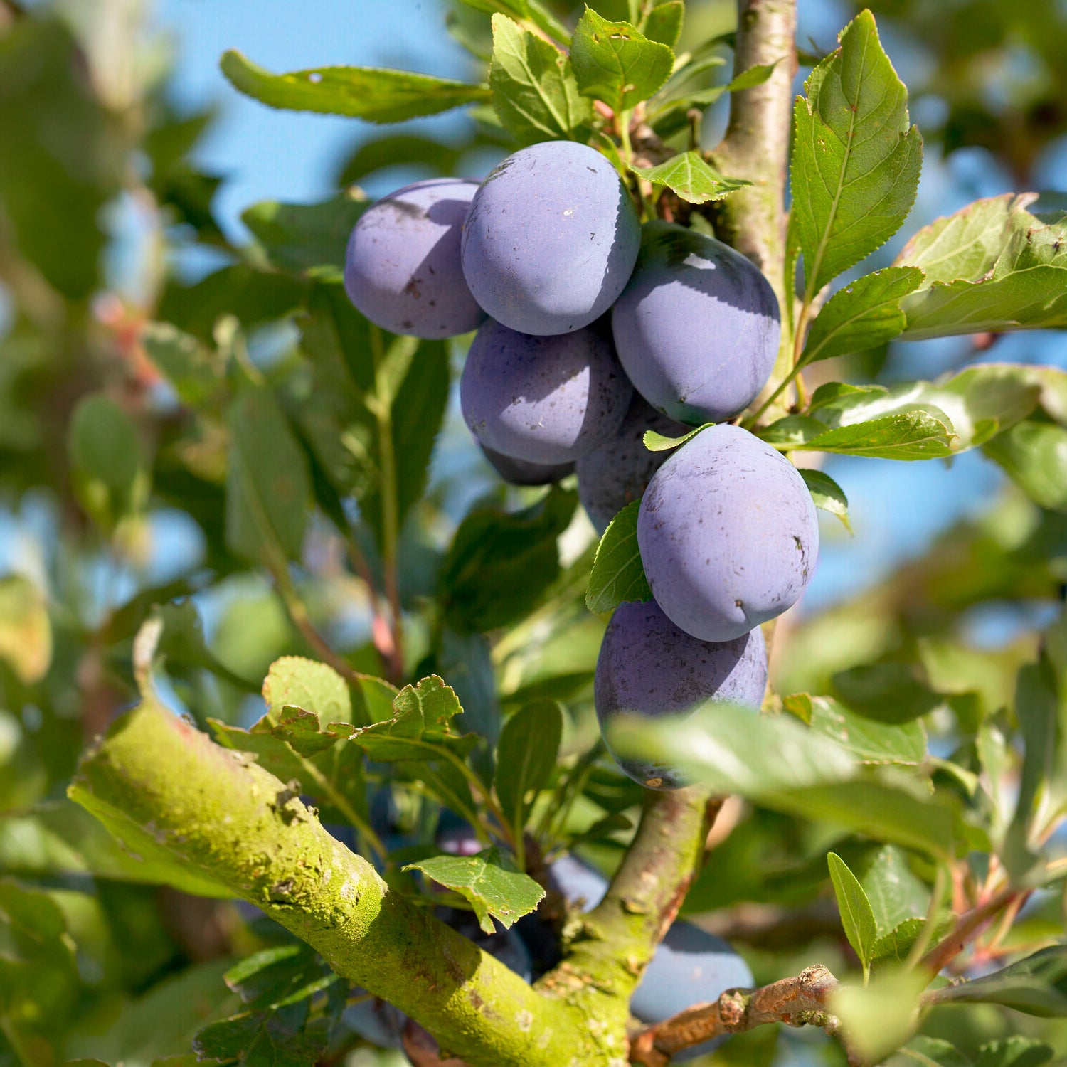 Prunier Président - Prunus domestica Président - Willemse