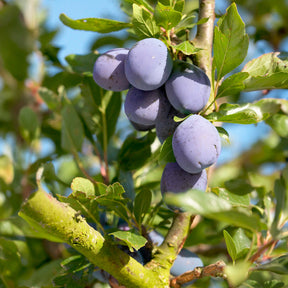 Prunier Président - Prunus domestica Président - Willemse