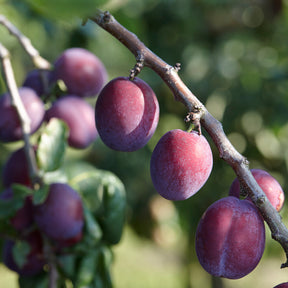 Prune Reine Claude d'Althan - Willemse