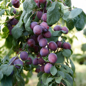Prunus domestica Reine Claude d'Althan - Prune Reine Claude d'Althan - Prunier