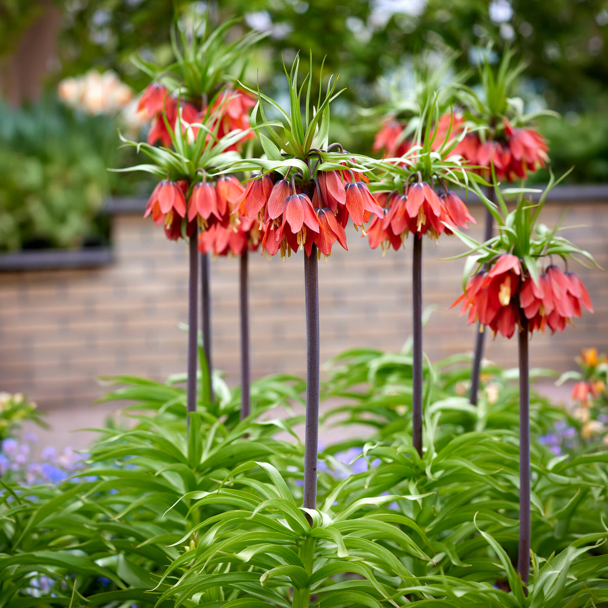 Couronne impériale rouge - Willemse