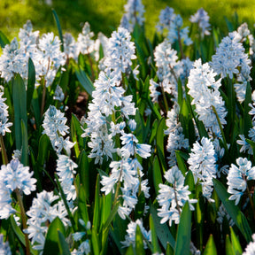 Bulbes à floraison printanière - 20 Puschkinia blancs - Puschkinia libanotica alba