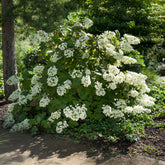 Hortensia à feuilles de chêne
