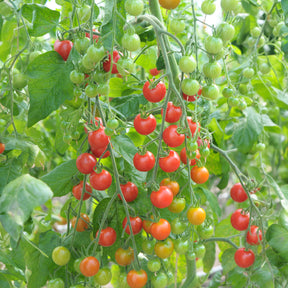 3 Plants de Tomate Cerise Rouge Supersweet 100 - Willemse