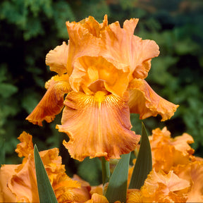 2 Iris de jardin Profondeur de champ - Willemse