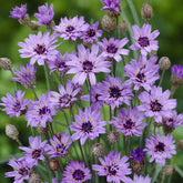 Catananche bleue - Cupidone - Willemse