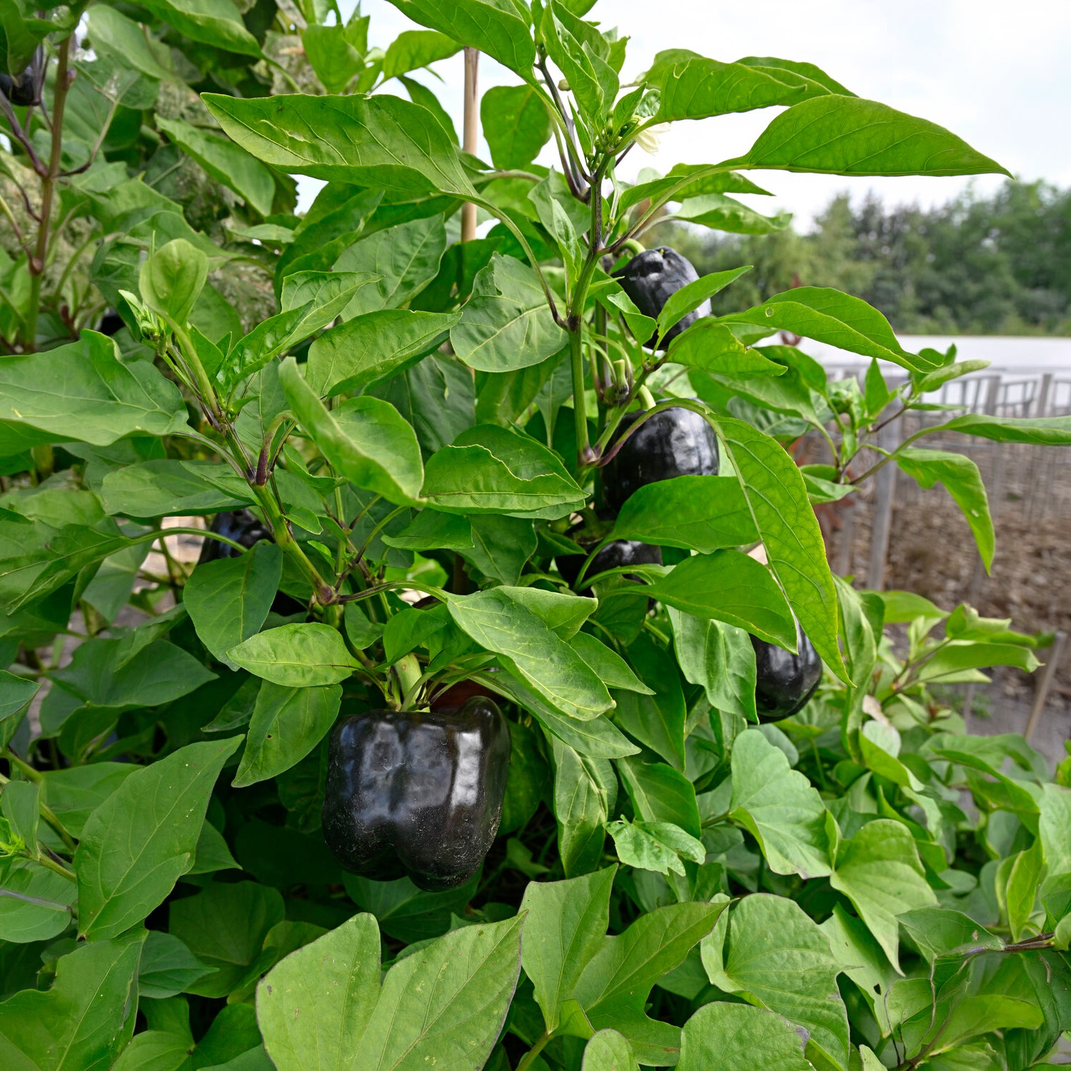 3 Plants de Poivron Bellania - Willemse
