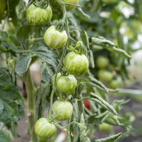 3 Plants de Tomate Green Zebra - Solanum lycopersicum green zebra - Willemse