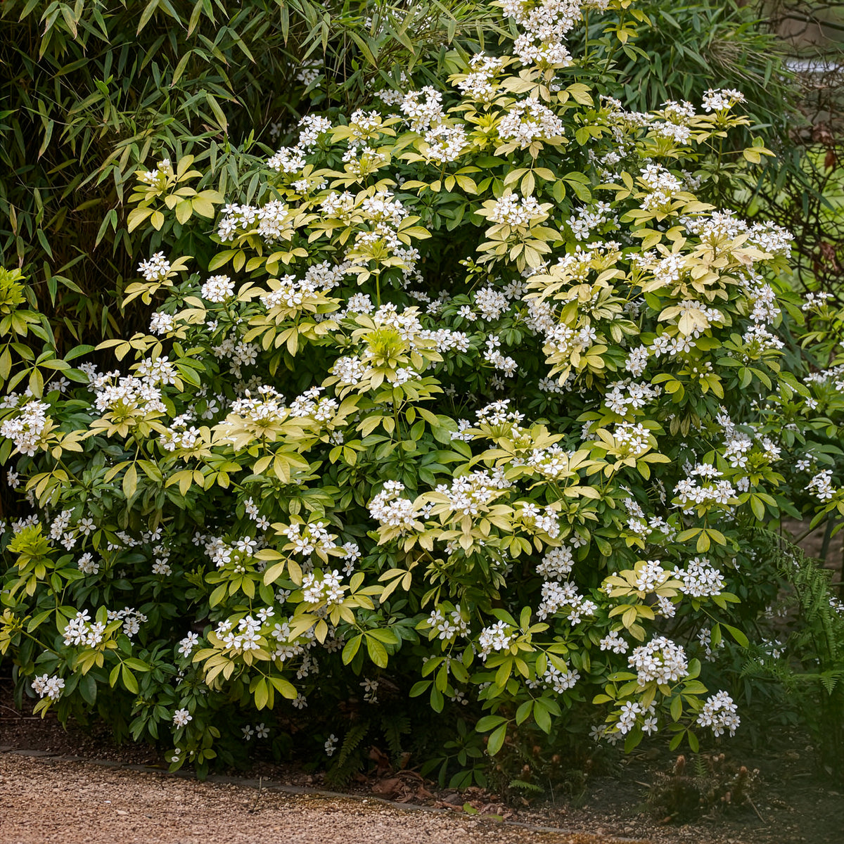 Oranger du Mexique doré - Choisya ternata Sundance Lich - Willemse