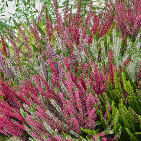 Bruyère Calluna Bicolore Rose Et Blanche - Plante Extérieure Rustique Jusqu'à 60 Cm | Pot 10.5 Cm - 1