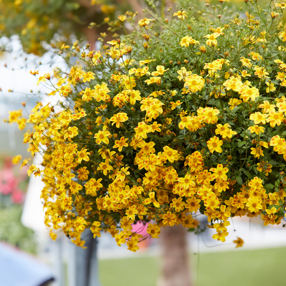 3 Bidens rouge orange - Bidens ferulifolia beedance painted yellow - Willemse