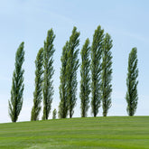 10 Peupliers noirs d'Italie - Willemse