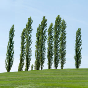 10 Peupliers noirs d'Italie - Willemse