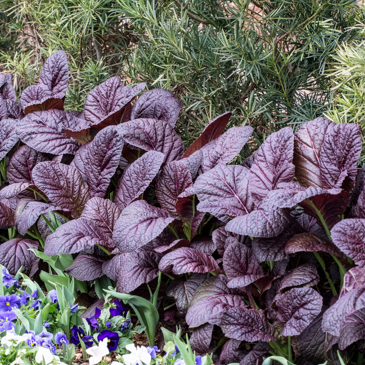 Moutarde rouge de Chine Red Giant Bio - Brassica juncea integrifolia red giant - Willemse