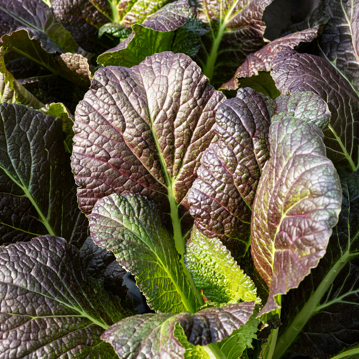 Moutarde rouge de Chine Red Giant Bio - Willemse