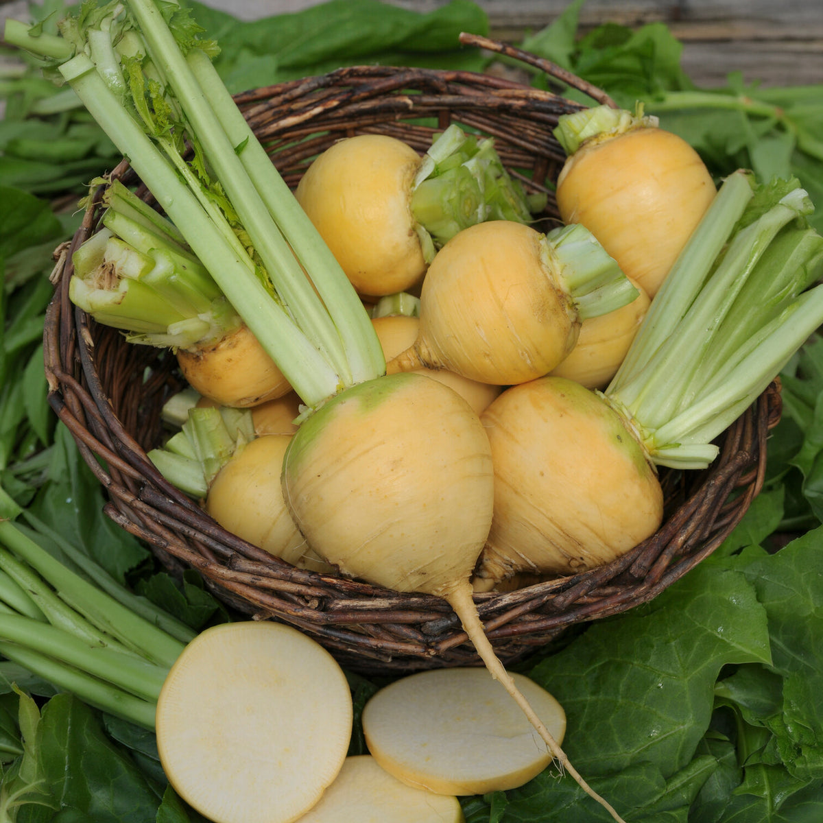 Chou navet Goldana Bio - Brassica rapa goldana - Willemse