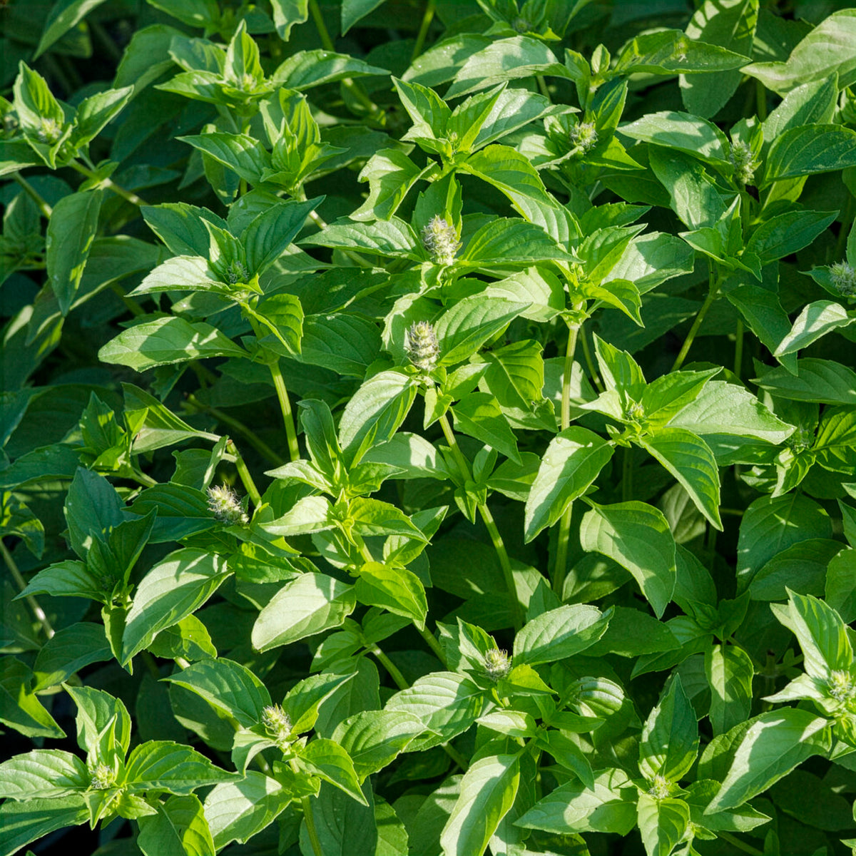 Basilic à l'odeur de citronnelle Mrs. Burns - Willemse