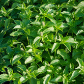 Basilic à l'odeur de citronnelle Mrs. Burns - Willemse