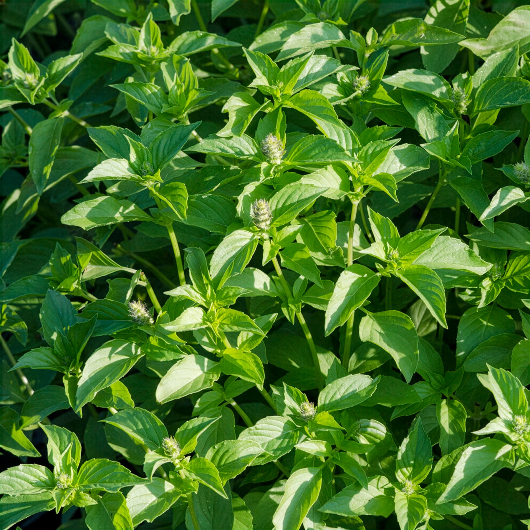 Basilic à l'odeur de citronnelle Mrs. Burns - Willemse