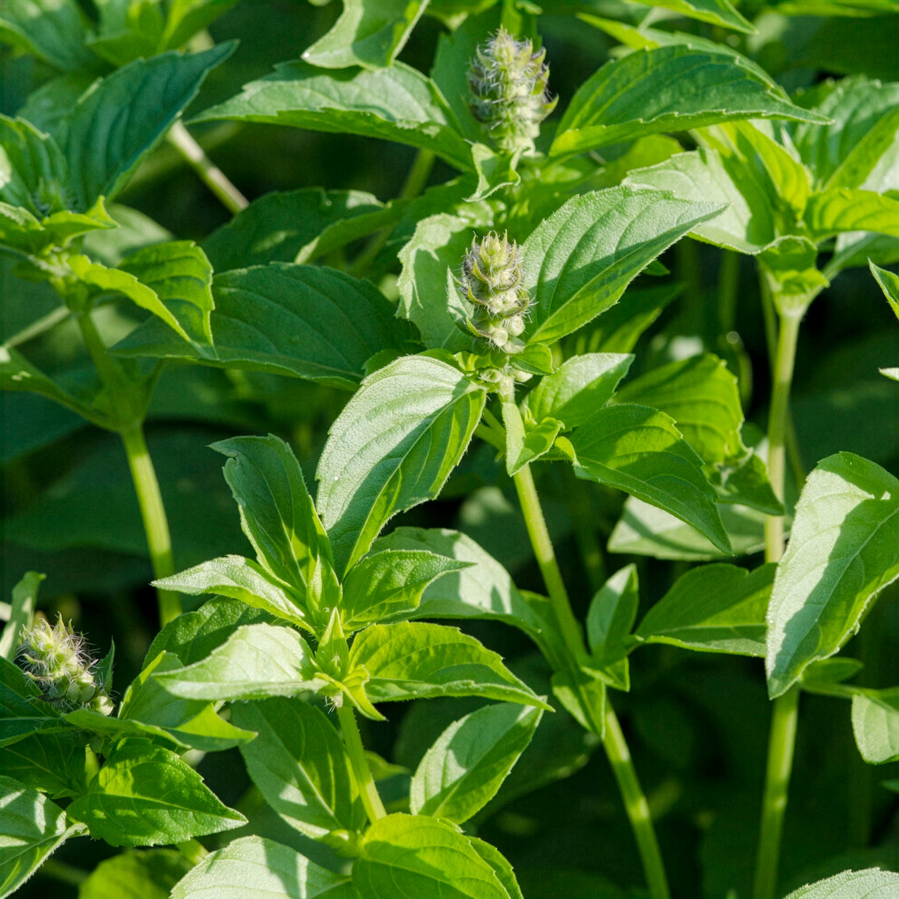 Basilic à l'odeur de citronnelle Mrs. Burns - Ocimum citridorum - Willemse