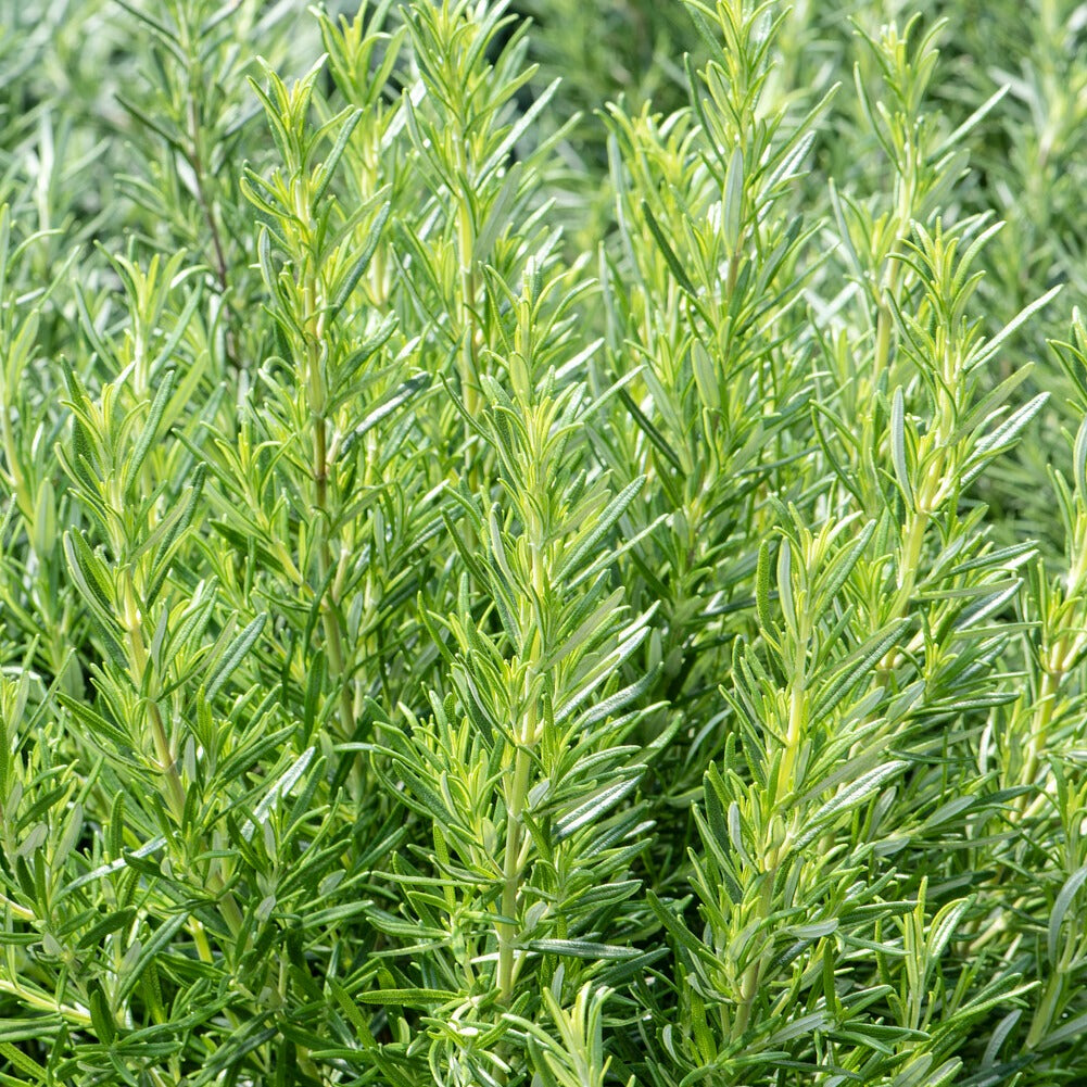 Graines d'aromatiques - Romarin - Salvia rosmarinus