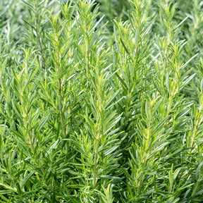 Graines d'aromatiques - Romarin - Salvia rosmarinus