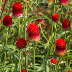 Amarantine écarlate Strawberry fields - Willemse