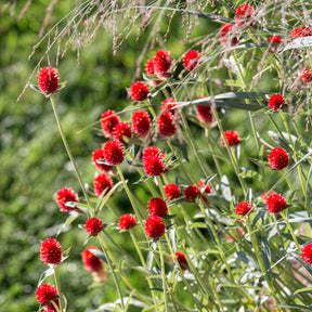 Gomphrena haageana Strawberry Fields - Amarantine écarlate Strawberry fields - Graines de fleurs