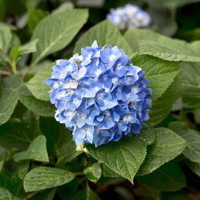 Hortensia So Long® Ebony Monmar - Willemse
