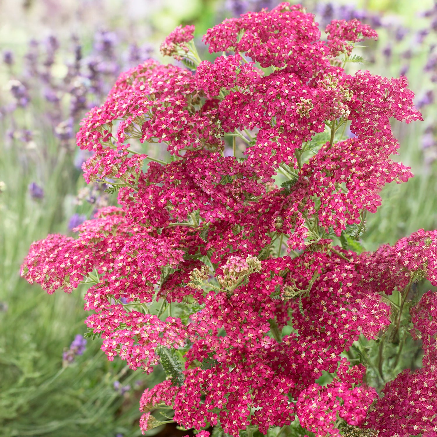 Achillée millefeuille Excel - Willemse