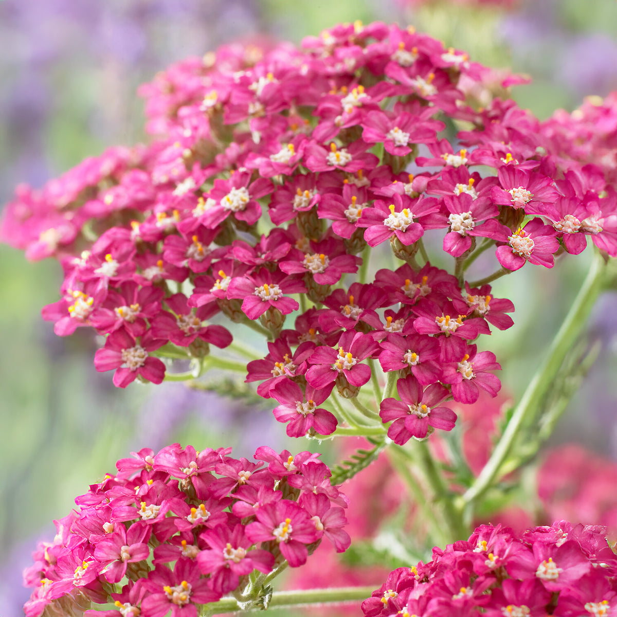 Achillée millefeuille Excel - Achillea millefolium Excel - Willemse
