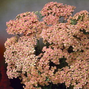 Achillée millefeuille Lachsschönheit - Achillea millefolium Lachsschönheit - Willemse