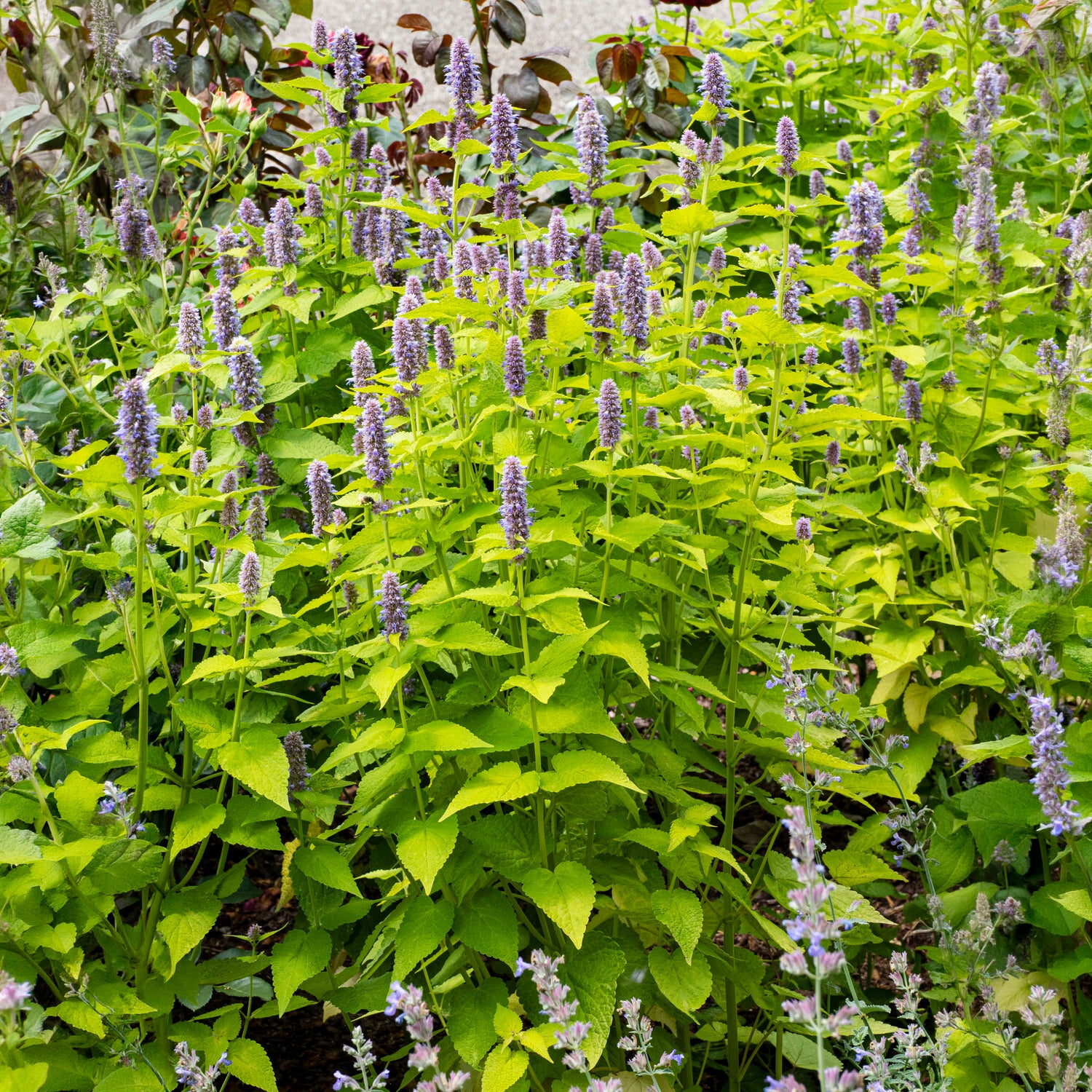 Agastache - Agastache fenouil Golden Jubilee - Agastache rugosa Golden Jubilee