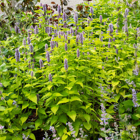 Agastache - Agastache fenouil Golden Jubilee - Agastache rugosa Golden Jubilee