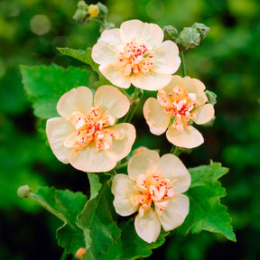 Fleurs vivaces - Alcalthaea Parkallee - Alcalthaea suffrutescens Parkallee