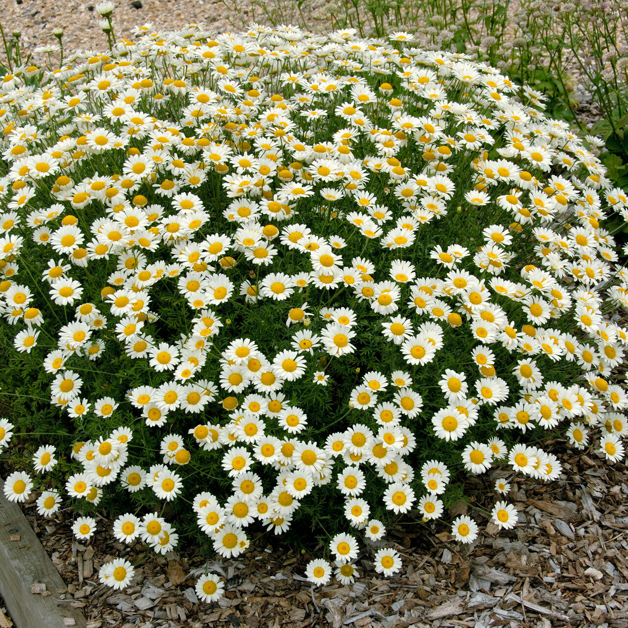 Camomille des teinturiers Sauce Hollandaise - Willemse