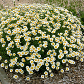 Camomille des teinturiers Sauce Hollandaise - Willemse