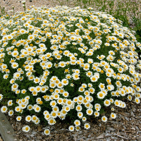 Camomille des teinturiers Sauce Hollandaise - Willemse