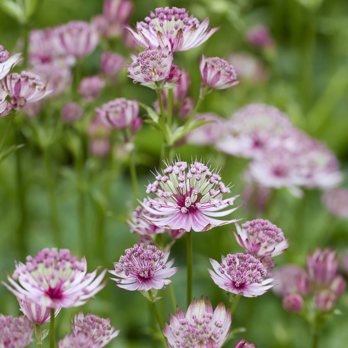 Vente 5 Vivaces roses et mauves - Molinia caerulea, Pennisetum orientale, Astrantia major, Scabiosa caucasica,Verbena bonariensis         