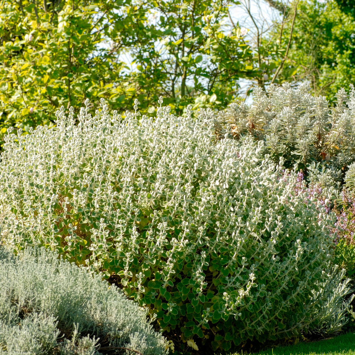 Ballote pseudodictame - Willemse