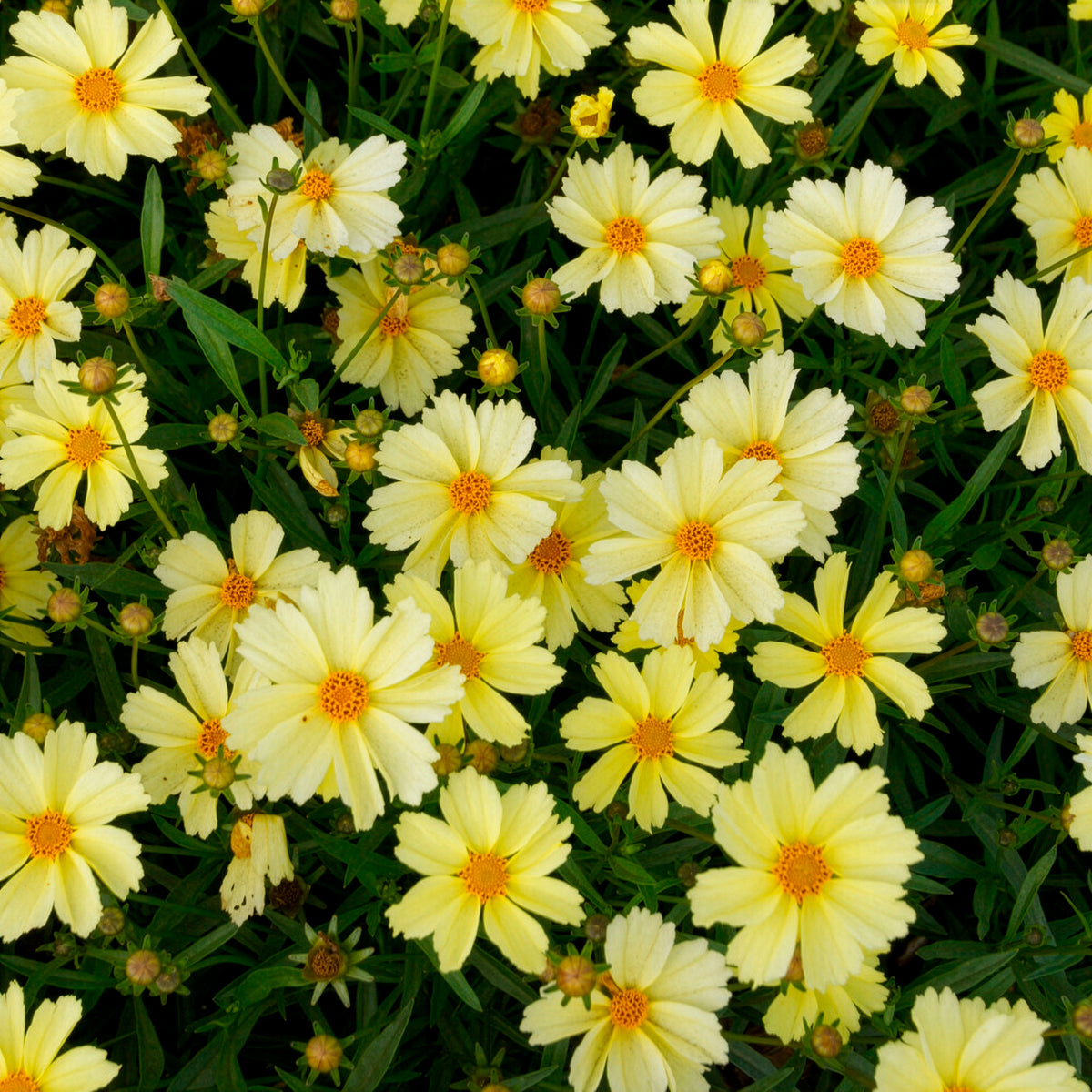 Coreopsis Full Moon - Willemse