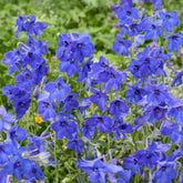 Delphinium Volkerfrieden - Willemse