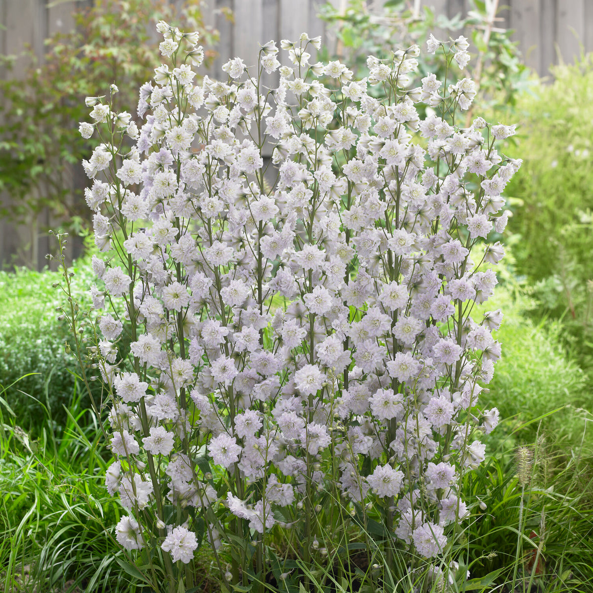 Delphinium Highlander® Cha-Cha