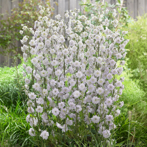 Delphinium Highlander® Cha-Cha