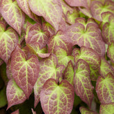Epimedium rouge - Willemse