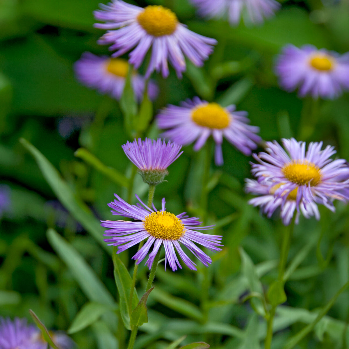 Vergerette Azure Beauty - Erigeron - Willemse