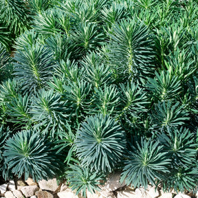 Euphorbe - Euphorbe characias Blue Wonder - Euphorbia characias blue wonder