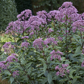 Eupatoire maculée Phantom - Willemse