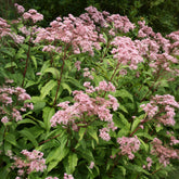 Eupatoire pourpre - Willemse